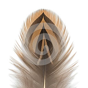 Texture is soft with fine delicate strands creating a smooth