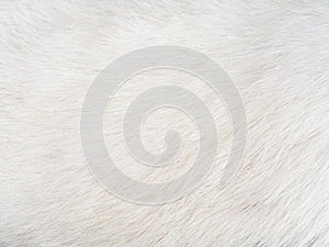 Texture of soft white cat hair for background