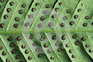 Leave texture of fern with spore photo