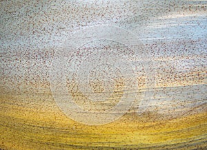 Texture of spathe of areca palm