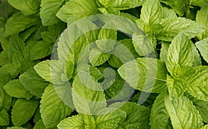 Texture of spearmint photo