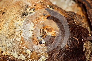 Texture of spoiled coconut