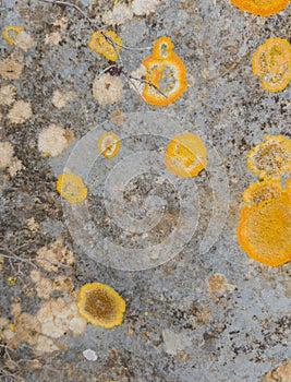 The texture of the spots of yellow lichen on the stone