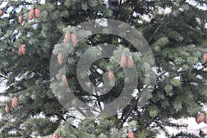 The texture of spruce branches and cones