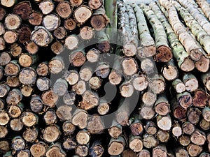Texture of stacked pine logs cut into long pieces,