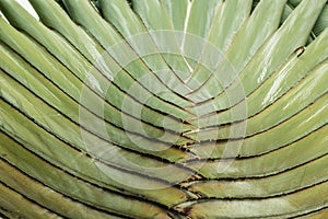 Texture stalk palm background