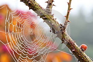 Texture of the stems of the cobweb