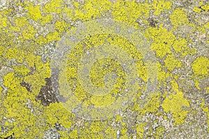 Texture of stone lichen, background