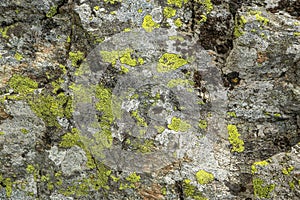 Texture of stone lichen, background