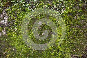 Texture of a stone wall with moss. Old castle stone wall background. Wall made of wild stone. Natural background