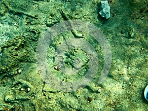 Texture of stones, earth, seabed with coral reefs and algae under blue greenish water, underwater view of the sea, the ocean in a