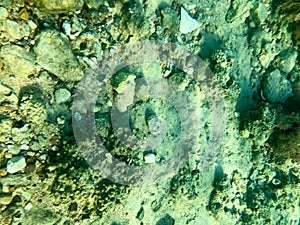 Texture of stones, earth, seabed with coral reefs and algae under blue greenish water, underwater view of the sea, the ocean in a