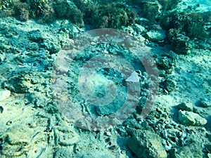 Texture of stones, earth, seabed with coral reefs and algae under blue greenish water, underwater view of the sea, the ocean in a