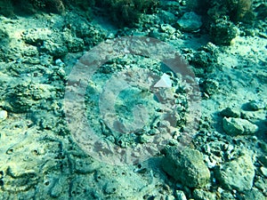 Texture of stones, earth, seabed with coral reefs and algae under blue greenish water, underwater view of the sea, the ocean in a