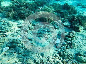 Texture of stones, earth, seabed with coral reefs and algae under blue greenish water, underwater view of the sea, the ocean in a