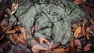texture, stones, rough, green lichen