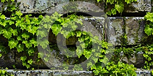 Texture of stonework overgrown with ivy. Old stone. Wall made of stone.
