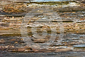 Texture of stratified and rotten wood, abstract background. Old Weathered Rotten Cracked Knotted Coarse Wood Vignetted Grunge