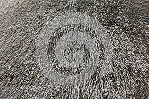 Texture of straw roof