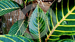 Texture of striped flower leaves