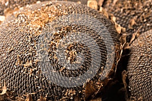 Texture of sunflower seeds. Black sunflower seeds, organic background.