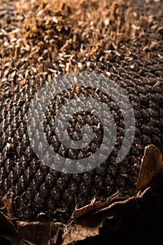 Texture of sunflower seeds. Black sunflower seeds, organic background.