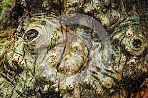 texture of the surface of an ancient tree
