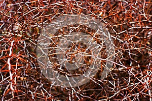 Spines on the branches. Background.