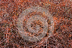 Spines on the branches. Background.