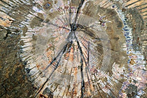 Texture of the surface of cut wood log