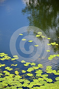 Texture of swamp water dotted with green duckweed and marsh vegetatio