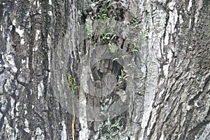 Swietenia macrophlla tree