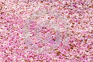 Texture of Tabebuia rosea on the ground, pink flower.