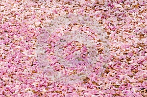 Texture of Tabebuia rosea on the ground, pink flower.
