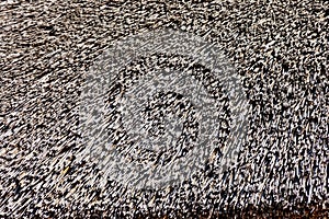 Texture of thatched roof. Straw background