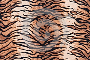 Texture of tiger pelt and fur photo