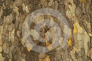 Texture and colors of the bark of this tree photo