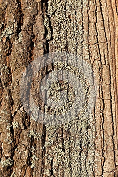 Texture of the tree bark.