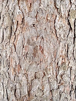 Texture of tree bark