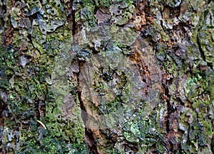 Texture of tree bark