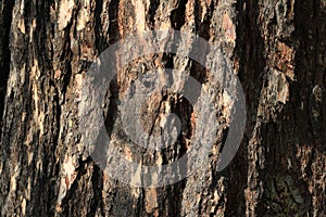 Texture of tree bark background