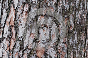 Texture of tree bark brown bumps and cracks in sunlight close-up