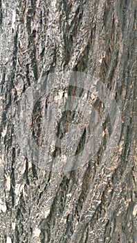 Texture of tree bark close up of pine tree Original wood texture on the cut