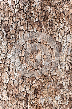 Texture tree bark closeup.