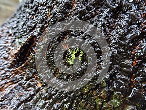 Texture of tree bark exposed to rainwater