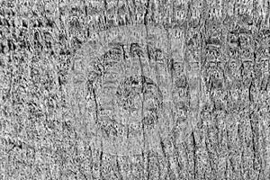 Texture of tree bark. Gray-white bark of a palm tree