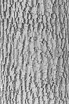 Texture of tree bark. Grey oak bark
