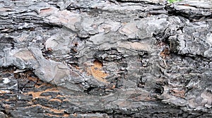 The texture of the tree bark horizontally. Close-up