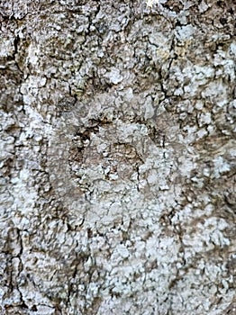 The texture of the tree bark looks interesting. In the photo during a bright day.