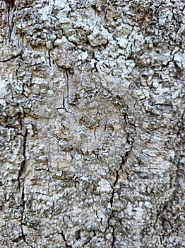 The texture of the tree bark looks interesting. In the photo during a bright day.